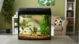 Best Fish Tank for a Dorm Room: Top Compared Compact Picks