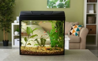 Best Fish Tank for a Dorm Room: Top Compared Compact Picks