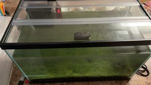 Best Glass Canopy for Aquarium: Top Tested Fit Picks Guide