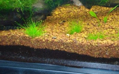 Best Gravel Substrate for Beginner Tank: Proven Top Picks