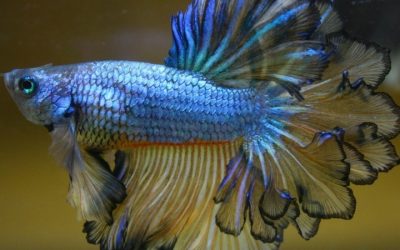 Best Half Moon Betta Tank: Best Proven Well-Researched Guide