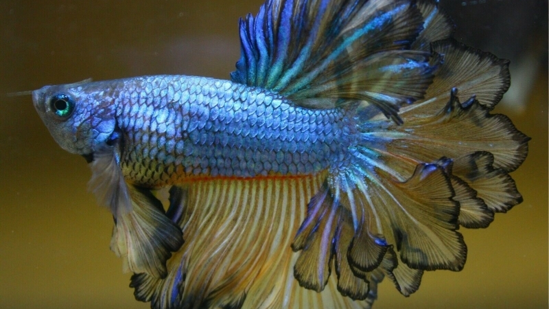best half moon betta tank