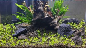 Best Inert Substrate for Cichlid Tank: Expert Tested Pick