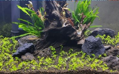 Best Inert Substrate for Cichlid Tank: Well-Researched Pick