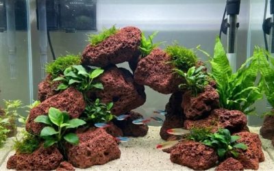 Best Lava Rock for Aquarium Filtration: Proven Top Picks