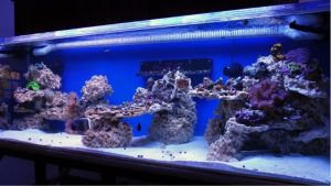 Best Live Rock Alternative for Reef Tanks: Top Top Picks