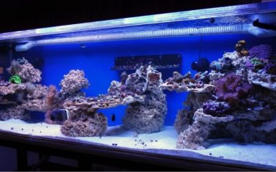 Best Live Rock Alternative for Reef Tanks: Top Tested Picks