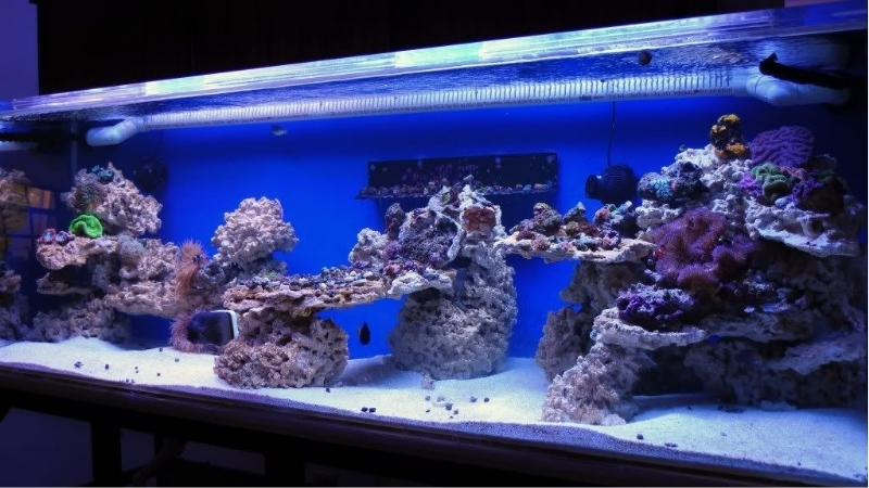 best live rock alternative for reef tanks