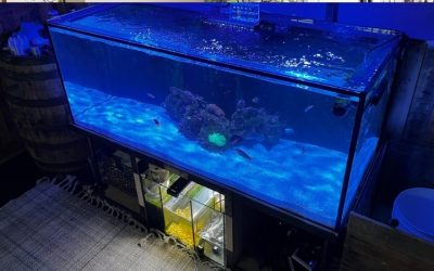 Best Low Iron Glass Aquarium: Best Proven Compared Buyer Guide