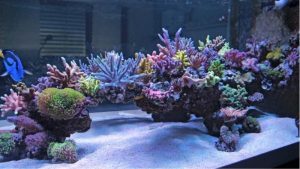 Best Marine Salt Mix for Reef Tanks: Top Top Picks