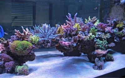Best Marine Salt Mix for Reef Tanks: Top Tested Choices