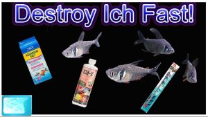 Best Medication for Ich in Aquarium: A Careful Buyer Guide