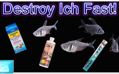 Best Medication for Ich in Aquarium: A Careful Buyer Guide