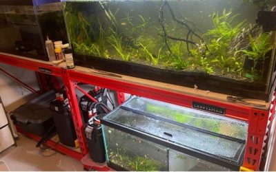 Best Metal Aquarium Rack: Durable and Practical Top Picks