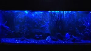 Best Moonlight Setting Aquarium Light: Top Proven Guide