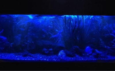 Best Moonlight Setting Aquarium Light: Top Proven Guide