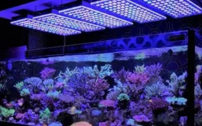 Best Mounting Options for Reef LED Light: Secure Top Picks