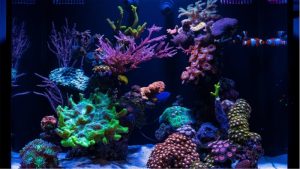 Best Nano Reef Tank Starter Setup: Top Compared Beginner Guide