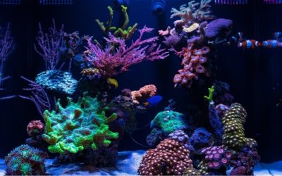 Best Nano Reef Tank Starter Setup: Top Tested Beginner Guide