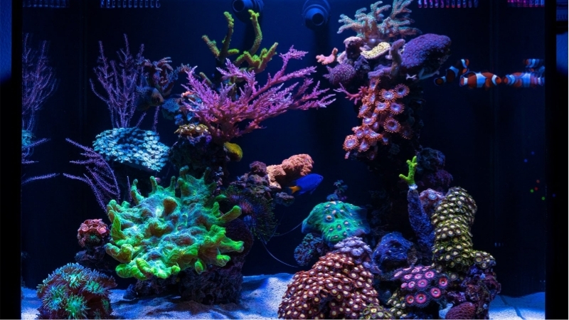 best nano reef tank starter setup