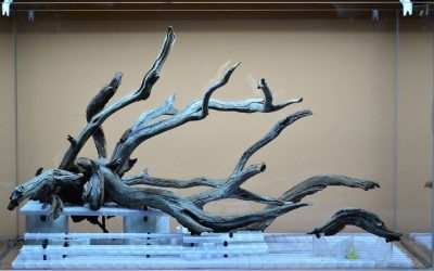 Best Natural Driftwood Branches for Aquascaping: 4 Top Picks
