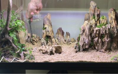 Best Natural Stone Decor for Aquascaping: Proven Top Picks