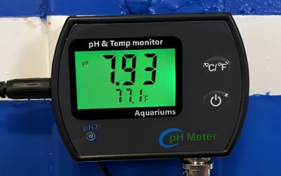 Best pH and Temperature Monitor for Aquarium: Expert Pick