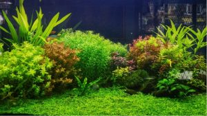 Best Planted Tank Setup for Beginners: Proven Trusted Picks