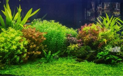 Best Planted Tank Setup for Beginners: Proven Trusted Picks
