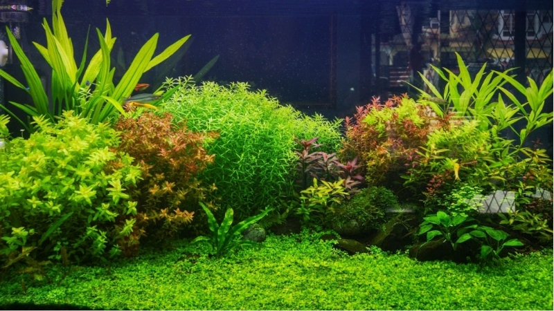 best planted tank setup for beginners