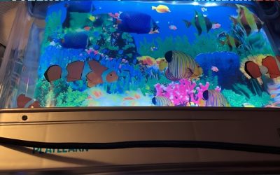 Best Plastic Fish Tank for Kids: Smart Family Selections
