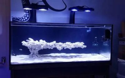 Best Plug and Play Reef Tank for Beginners: Tested Picks