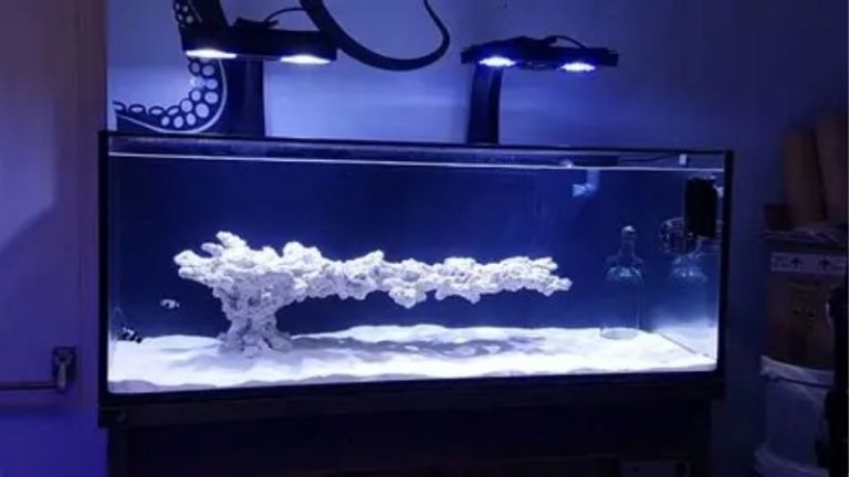 best plug and play reef tank for beginners