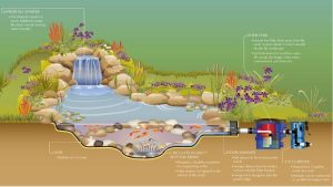 Best Pond Filter System for a 1000 Gallon Pond: Smart Picks