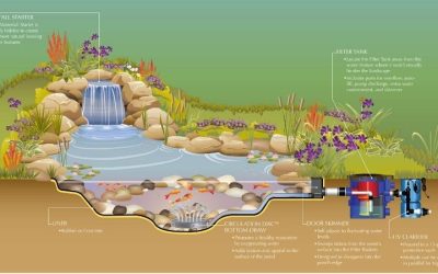 Best Pond Filter System for a 1000 Gallon Pond: Smart Picks