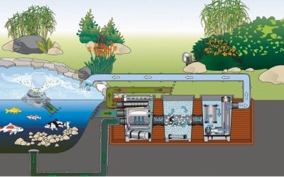 Best Pond Filter System for a First Pond: Simple Smart Picks