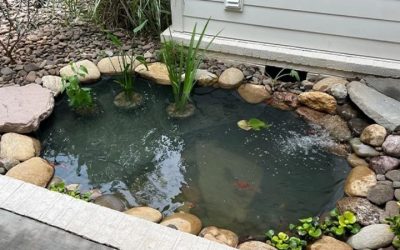 Best Pond Liner for a Small Backyard Pond: Top Expert Picks