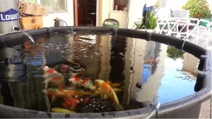 Best Pond Tank for Koi Above Ground: Expert Trusted Guide
