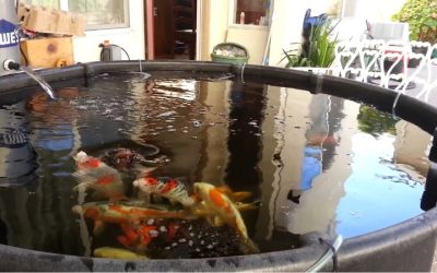 Best Pond Tank for Koi Above Ground: Expert Trusted Guide