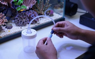 Best Protein Skimmer for 20 Gallon Reef Tank: Top Picks