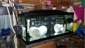 Best Quarantine Tank Setup for New Fish: Proven Trusted Kits
