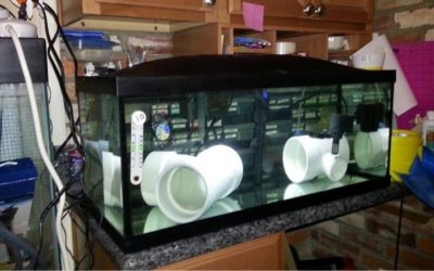 Best Quarantine Tank Setup for New Fish: Proven Trusted Kits