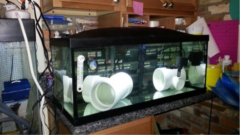 best quarantine tank setup for new fish