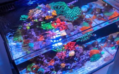 Best Quiet Aquarium Kit for Bedroom: Smart, Restful Picks