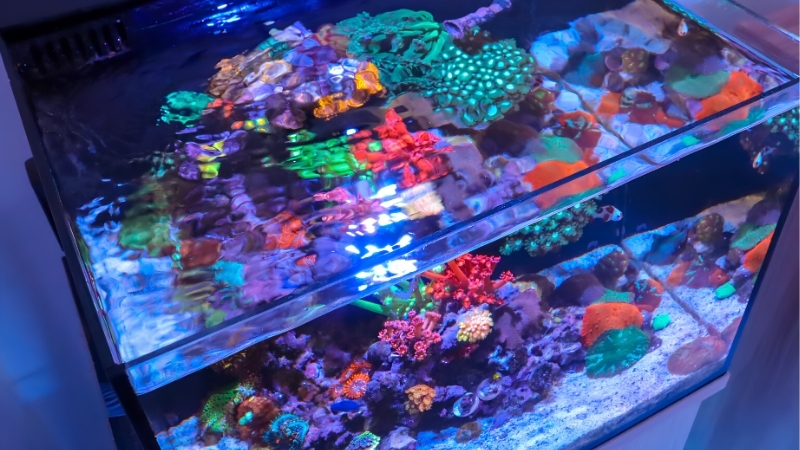 best quiet aquarium kit for bedroom