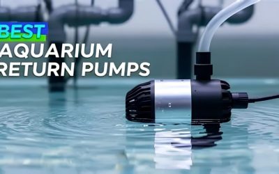 Best Quiet Return Pump for a Living Room Tank: Top Picks