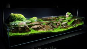 Best Rainforest Sand for Nano Tanks: Expert Tested Picks