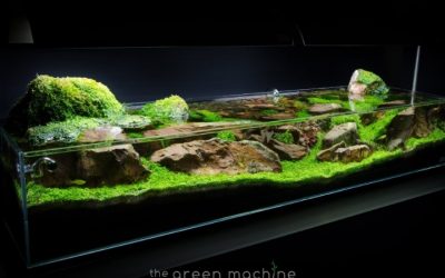 Best Rainforest Sand for Nano Tanks: Well-Researched Picks