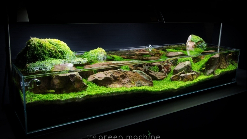 best rainforest sand for nano tanks