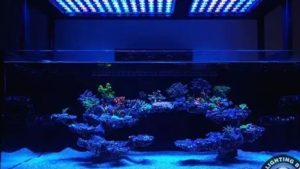 Best Reef LED Light for a 24 Inch Tank: Top Smart Picks
